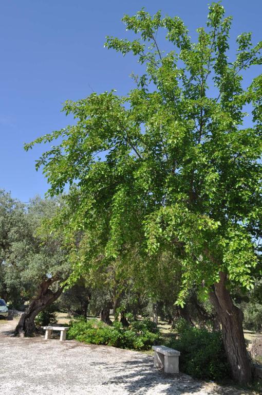 Masseria Costanza Putignano Eksteriør bilde